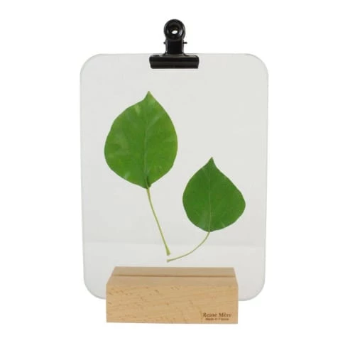 Reine Mère Cadres Et Albums Photos Porte Photo Verrière Pince Noire 21x15cm 1 Reine Mère Cadres Et Albums Photos Porte Photo Verrière Pince Noire 21x15cm