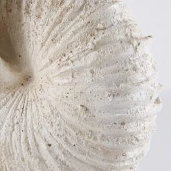 Maisons Du Monde Bustes Et Statues Statue Fossile Crème L50 8 Maisons Du Monde Bustes Et Statues Statue Fossile Crème L50 -Décoration de porte Soldes statue fossile creme l50 1000 3 11 176803 3